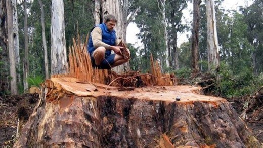 File:600 year-old tree logged in Brown Mountain by VicForests in 2008..jpg