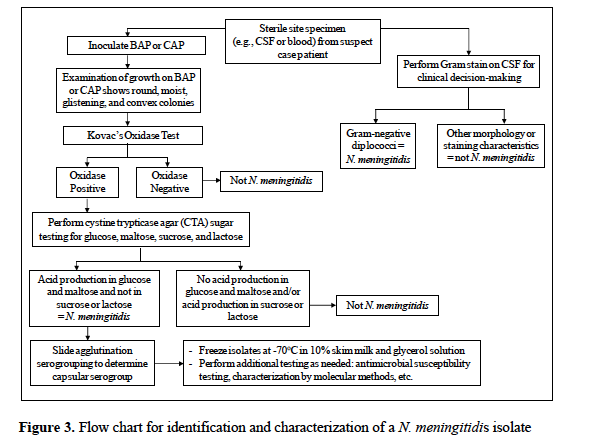 File:Flow Chart for Identification and Characterization of a N.meningitidis Isolate.png
