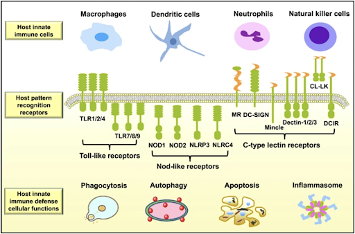 File:Main components of the innate response against Mtb infection, including effector cells, PRRs, and cellular processes.png