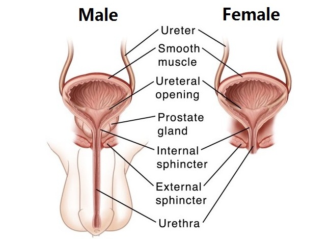 File:Figure 2 - The Male and Female Bladder and Urethra.jpg