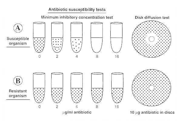 File:Antimicrobial susceptibility.jpg