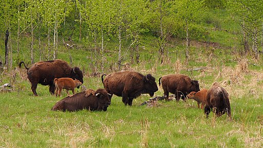 File:Plains bison in Elk Island National Park, Alberta, Canada.jpg