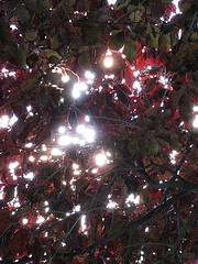 Red Tree.jpg