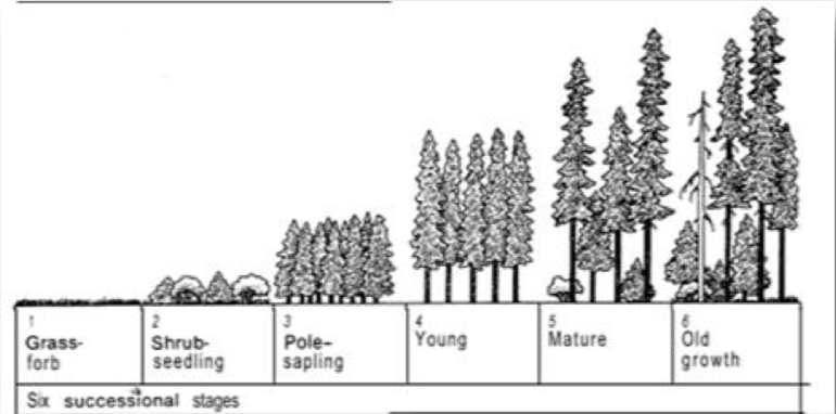 File:Successional Stages of Forest Growth.png