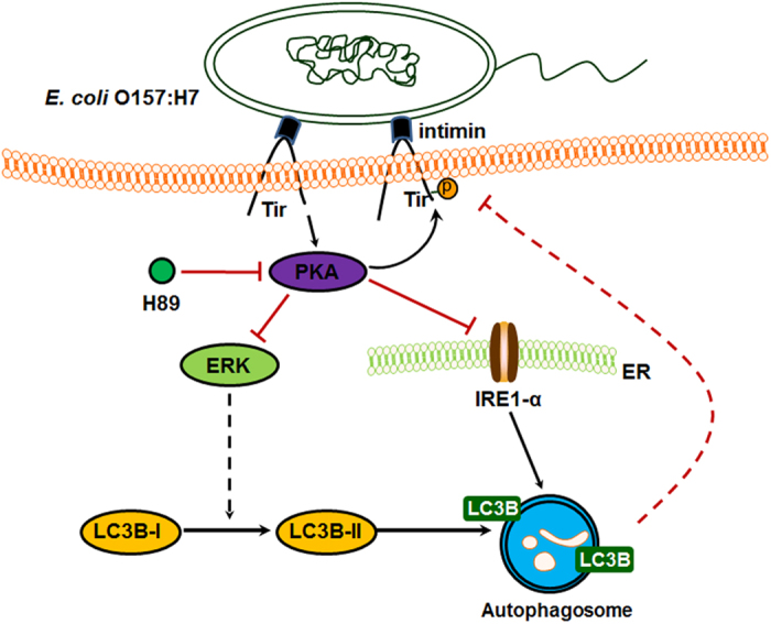 File:Suppression of autophagy via intimin receptor inhibition of protein kinase A.jpg