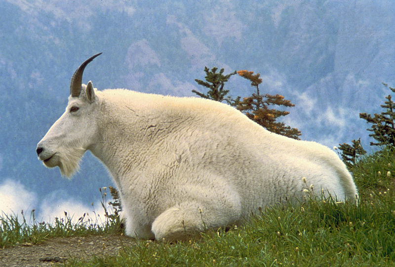 File:Mountain Goat USA.jpg