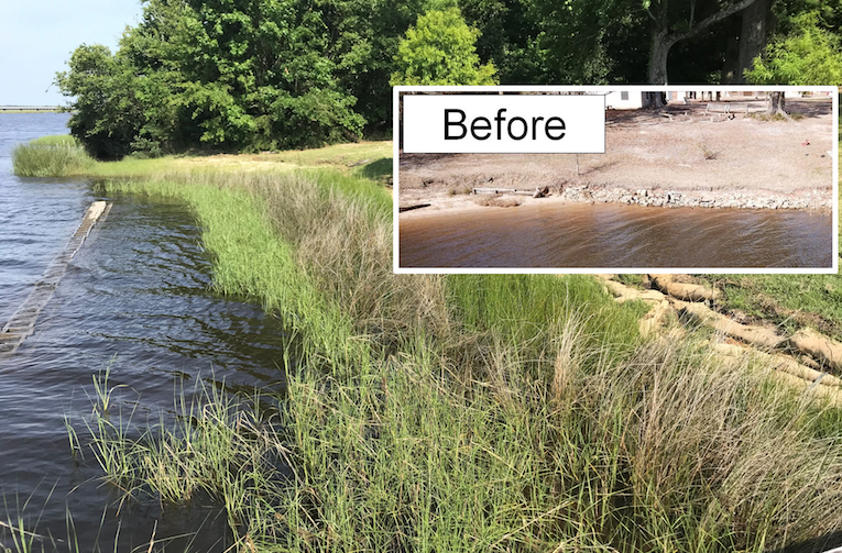 File:Living shoreline before and after.png