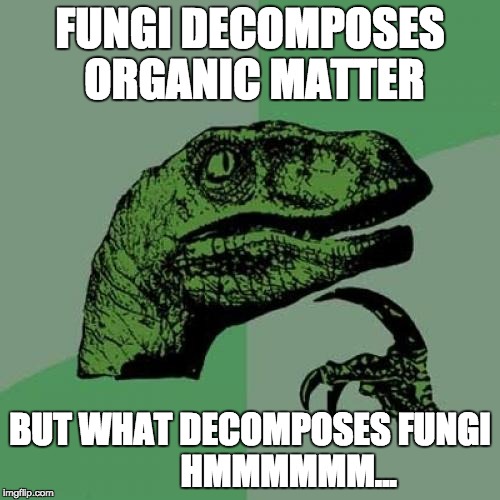 File:Fungi the decomposer.jpg