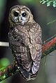 File:Northern Spotted Owl (Strix occidentalis caurina).USFWS.jpg
