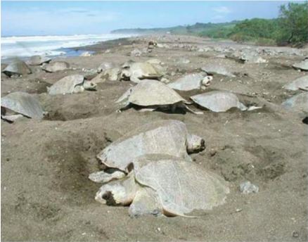 File:Olive ridley sea turtles during an arribada in Ostional, Costa Rica.png