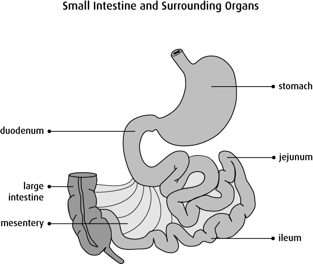 File:Physiology of Small Intestine and Surrounding Organs.png