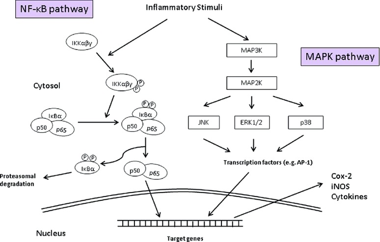 File:Fig 3. NF-kB and MAPK pathway signalling diagram.jpg