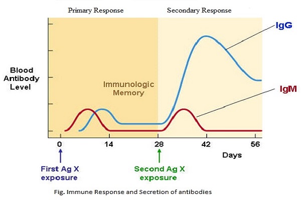 File:Primary-Vs.-Secondary-Immune-Response.jpg