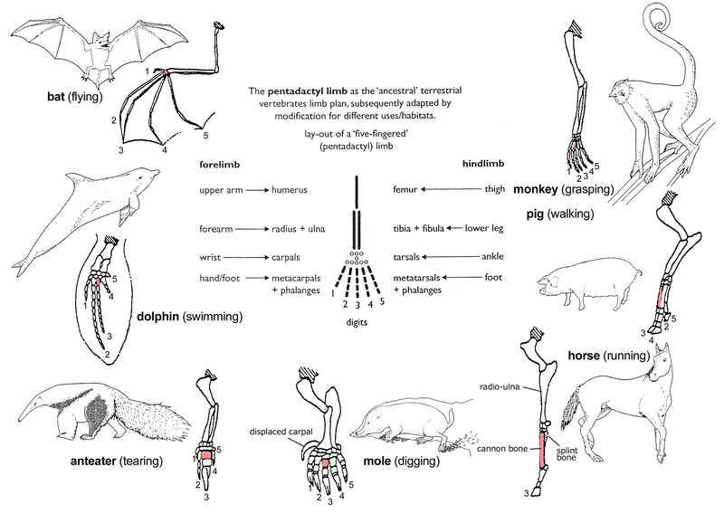 File:The different functions of the homologous forelimb.png