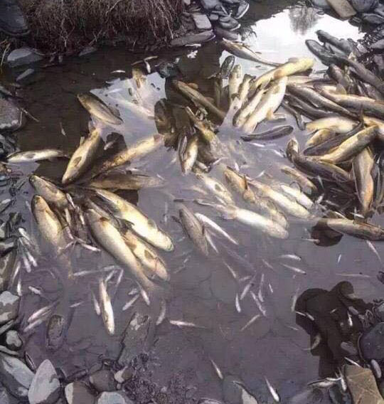 File:Death of fish in the Lichu River believed to be killed from Lithium mining site.jpg