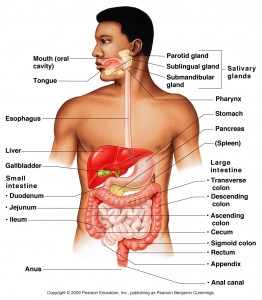File:Gastrointestinal System.jpg