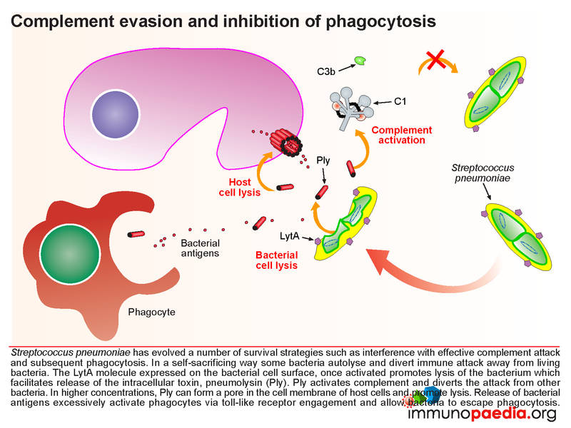 File:Complement evasion and inhibition of phagocytosis.jpg