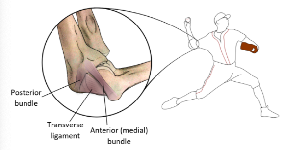 File:Figure 1. Ulnar Collateral Ligament (UCL) in a Baseball Pitcher.png