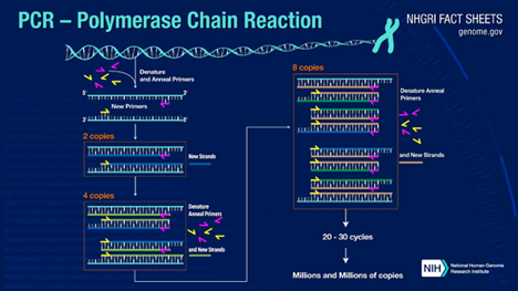 File:Summary of Polymerase Chain Reaction.png
