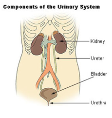 File:The Urinary System.png