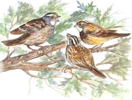 File:Sparrows.jpg