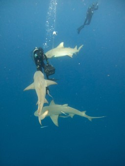 File:Shark Diving with Chum.jpg