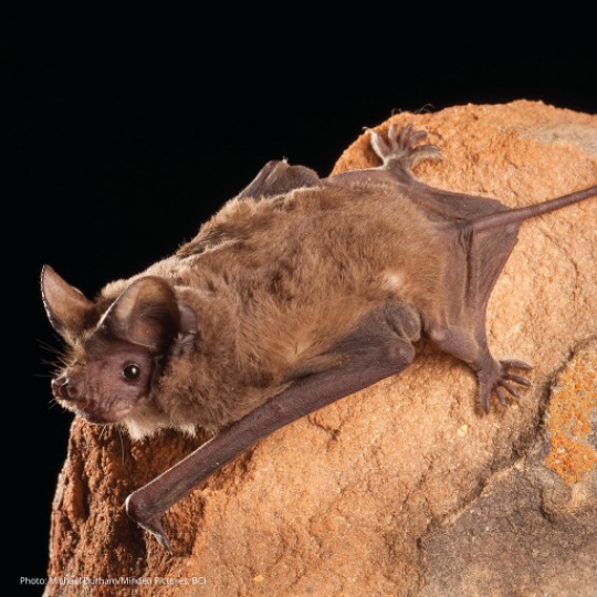 File:Mexican free-tailed bats.jpg