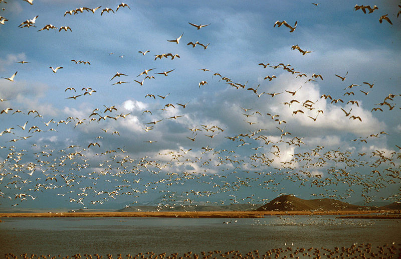 File:Ross Geese Oregon.png