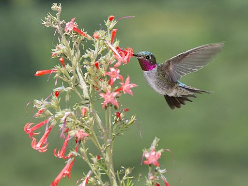 File:A male Hummingbird visits a scarlet gilia flower at the Rocky Mountain Biological Laboratory.jpg