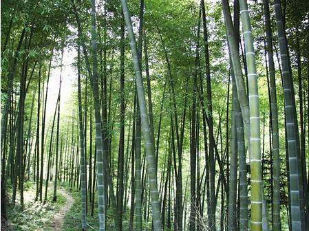 File:The bamboo forest in Huoshan county，Anhui province, China.jpg