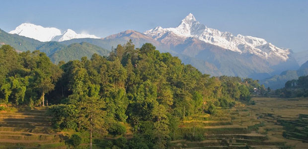 File:The forestry in Terai.jpg