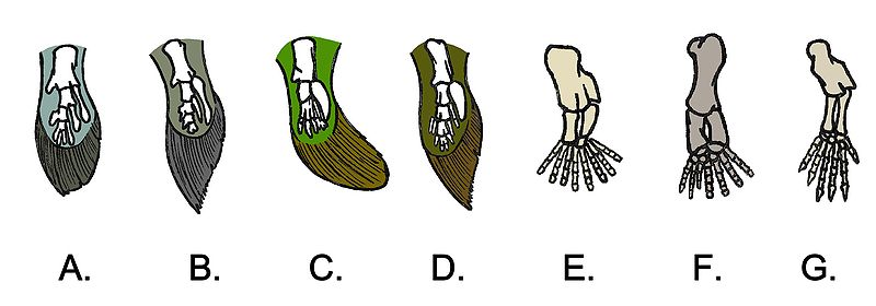 File:Evolution of the Hand.jpg