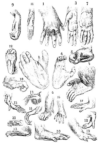 File:Hands and feet of apes and monkeys.jpg