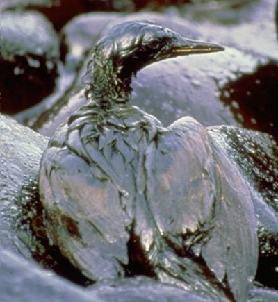 File:Oil-Covered Bird.jpg