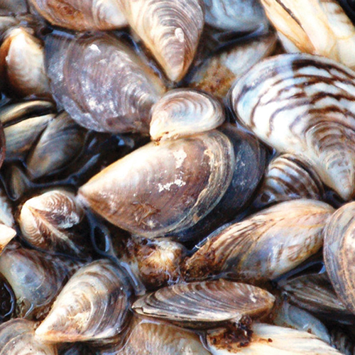 File:Zebra Mussels.jpg