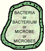 File:SearchTermBacteria.png