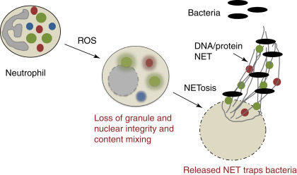 File:Neutrophil killing of bacteria by release of NETs. Adapted from Encyclopedia of Cell Biology, L-A. H. Allen, 2016.jpg