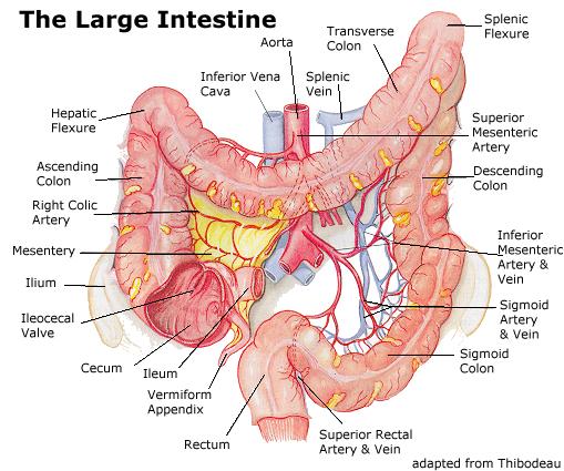 File:Large intestine4.jpg