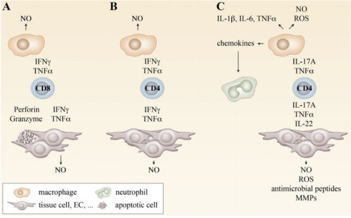 File:Overview of T cell-mediated protection mechanisms.png