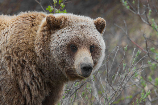 File:Grizzly Bear (Ursus arctos ssp).jpg