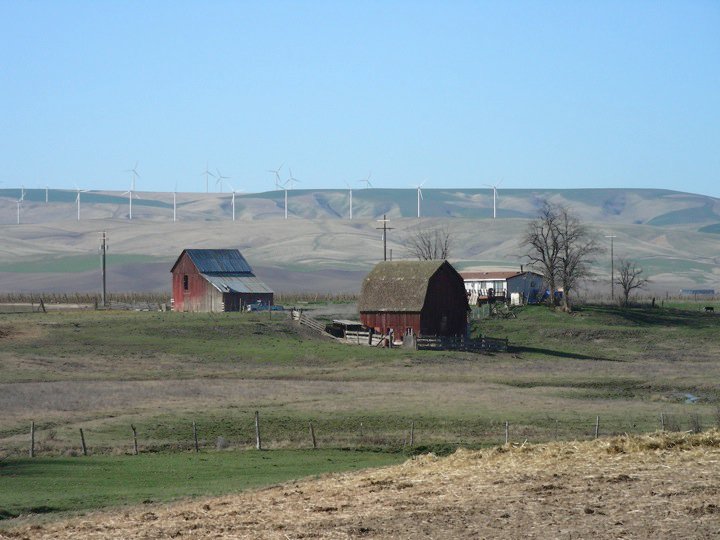 File:"Livestock and Wind Farm on Idaho-Washington Border" (Photo by Amber Heckelman).jpg