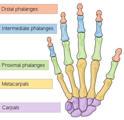 File:Bones in the Human Hand.png