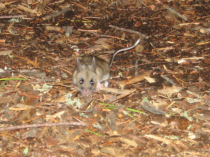 File:Brown mouse wiki.jpg