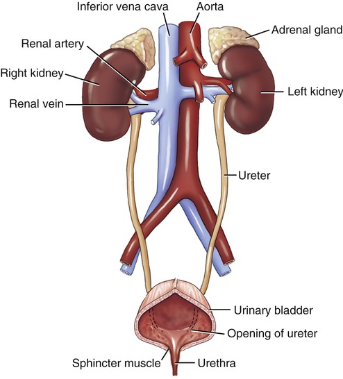 File:Figure 1- The Organization of the Urinary System.jpg