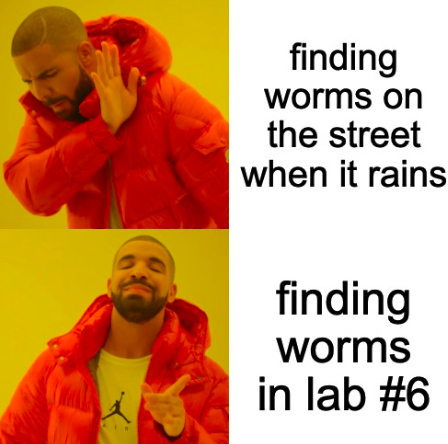 File:Finding worms (kate morrison).png