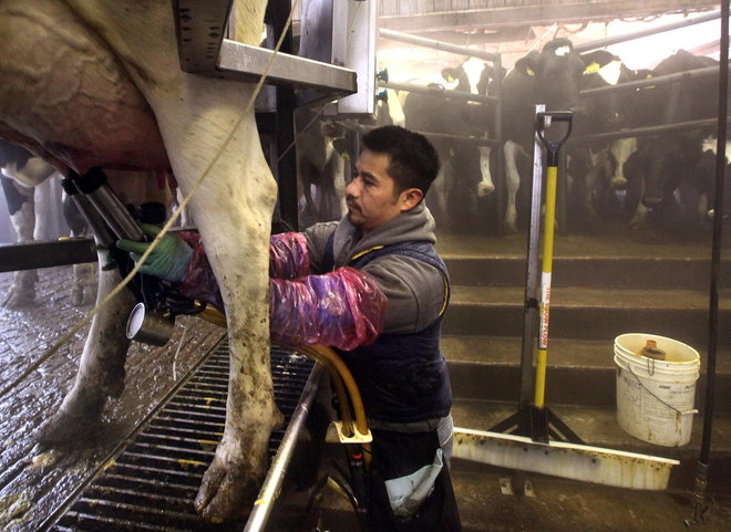 File:Immigrant Dairy Worker.jpg