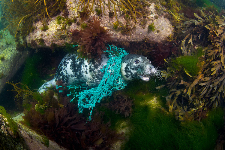 File:Grey seal in discarded net. Lundy Island, UK.jpg