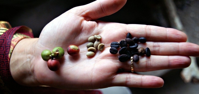 File:Coffee Bean Lifecycle.jpg