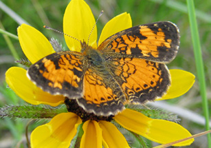 File:Lepidoptera spp., a nocturnal moth that pollinates Brassica napus L. (canola).jpg