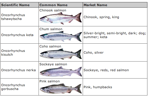 File:Nomenclature of wild salmon.png
